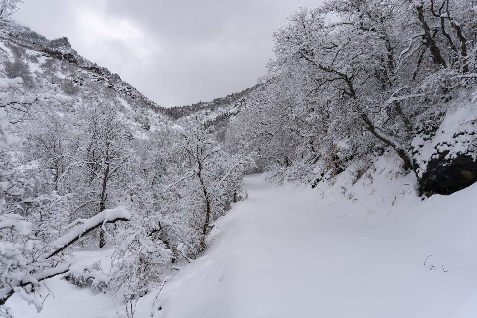 Untouched snowy path going into the oak trees